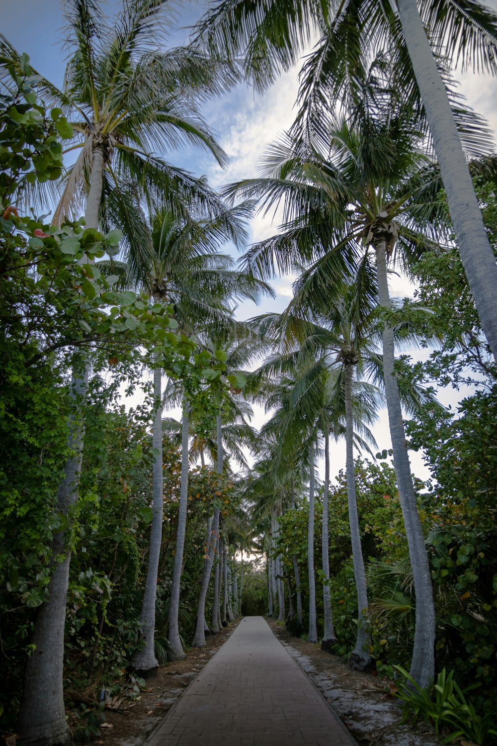 a pathway lined with palm trees on a cloudy day