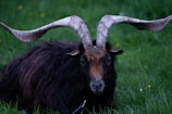 A dark-coated goat with large, curved horns resting on green grass. The texture of the horns is rugged and pale gray, contrasting with the goat's rich, dark brown fur.