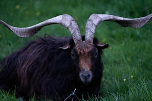 A dark-coated goat with large, curved horns resting on green grass. The texture of the horns is rugged and pale gray, contrasting with the goat's rich, dark brown fur.