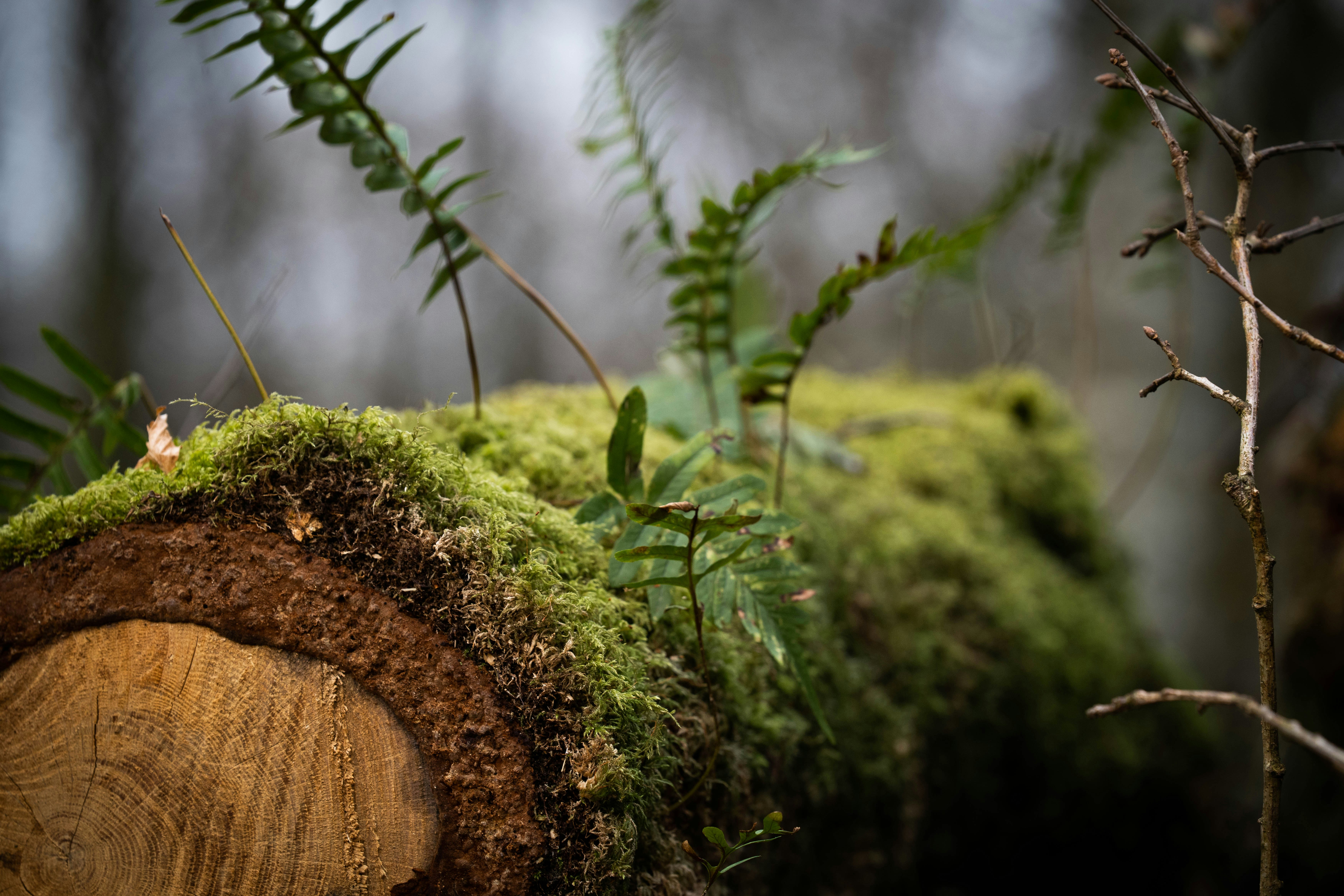 Photo by bidenureser