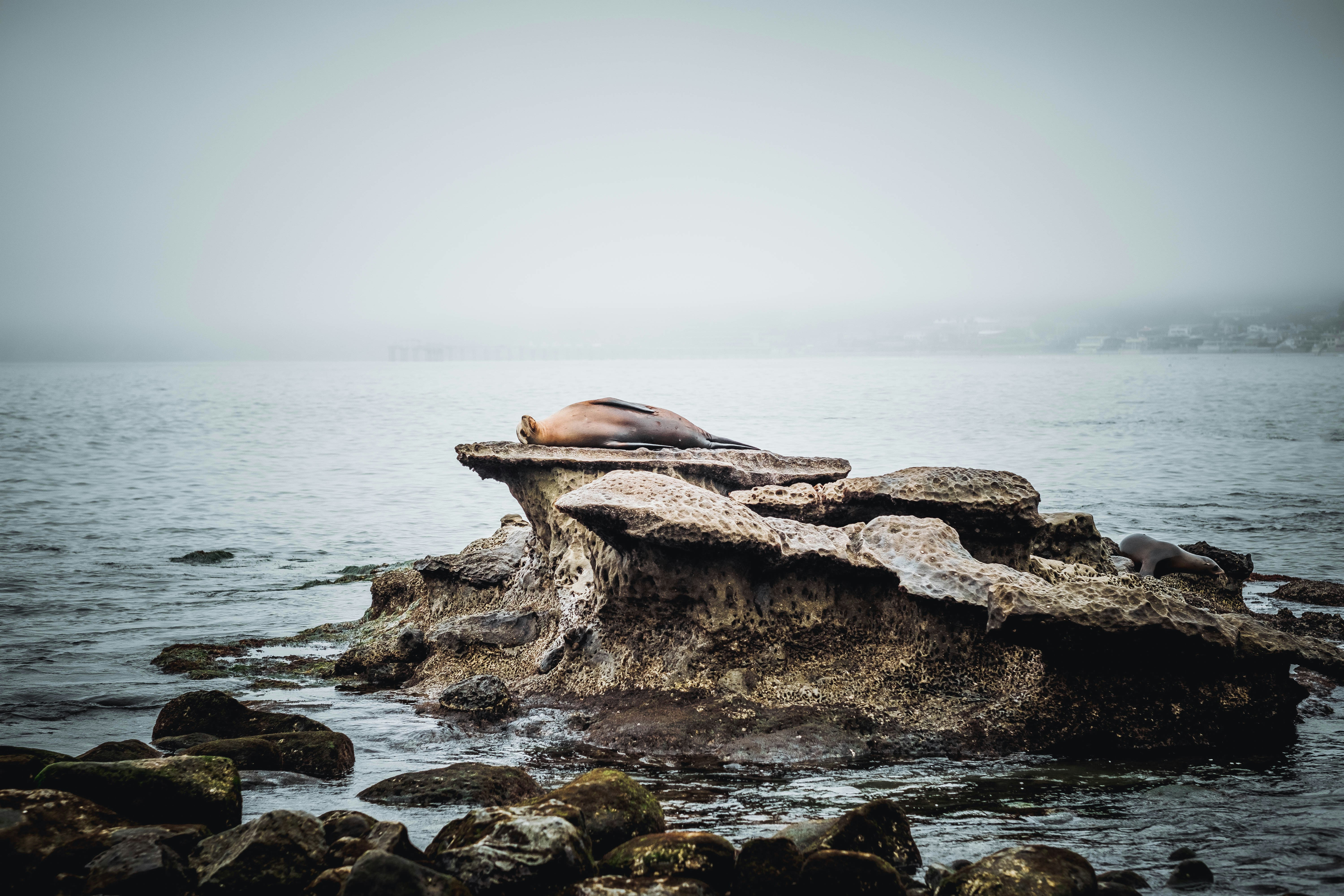 a sea lion sleeping on a rock in the ocean, 