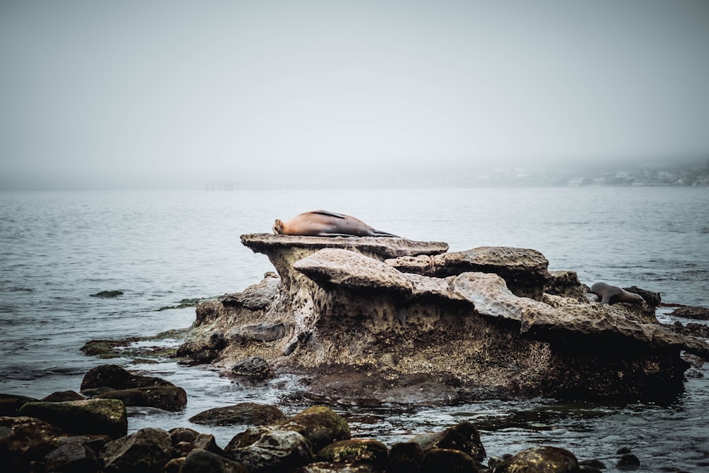 a sea lion sleeping on a rock in the ocean