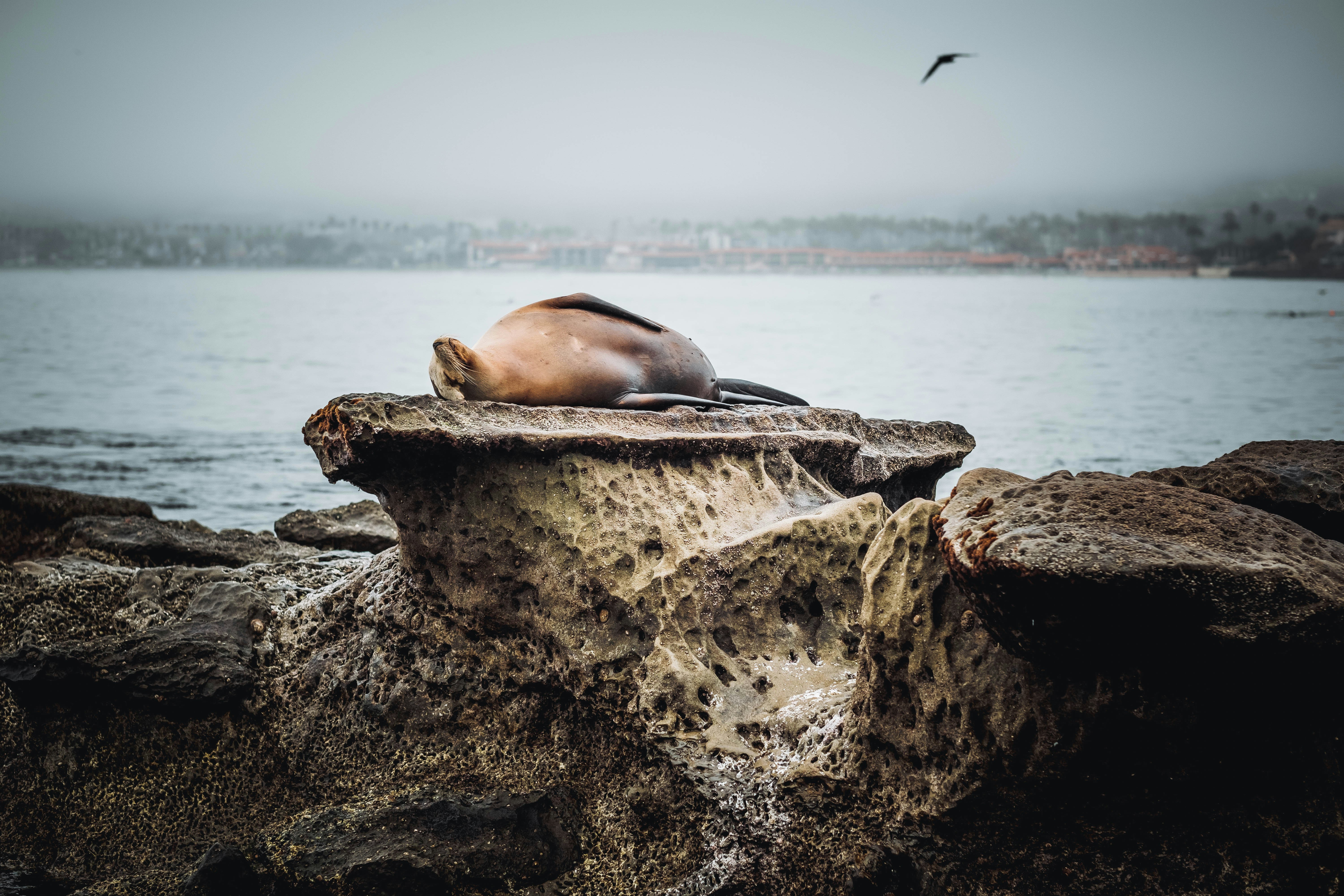 a sea lion sleeping on a rock by the water, 