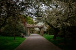 Peaceful pathway lined with trees inside the Shri Arvind Society premises.