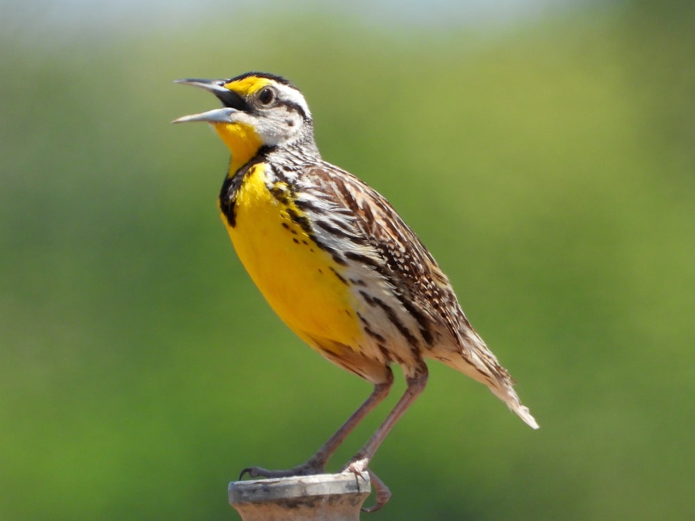 a yellow and brown bird standing on top of a piece of wood