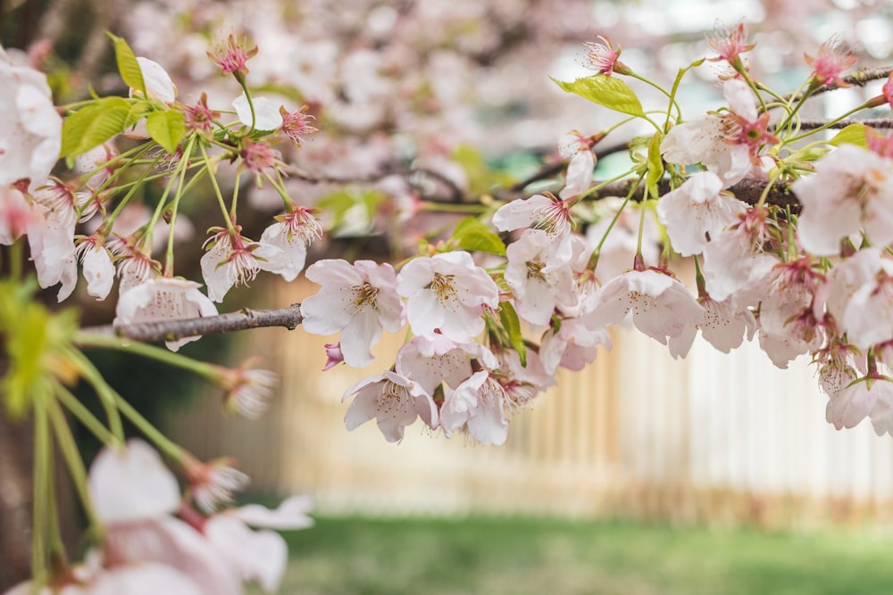 a close up of a tree with pink flowers