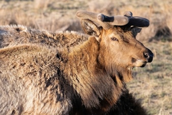 Youth Hunting Gear Under $300