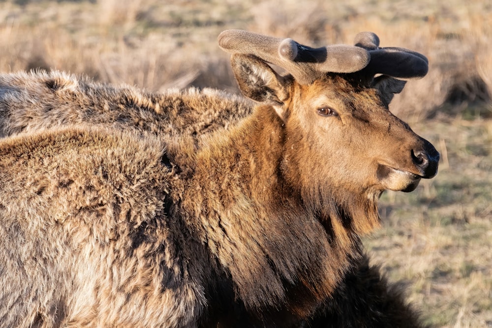 a close up of an animal in a field