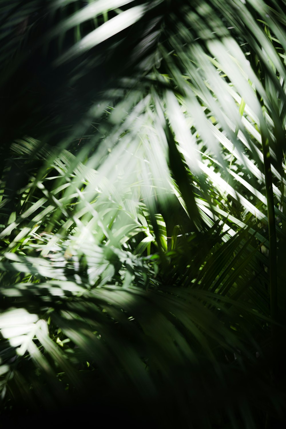 a blurry photo of a palm tree leaves