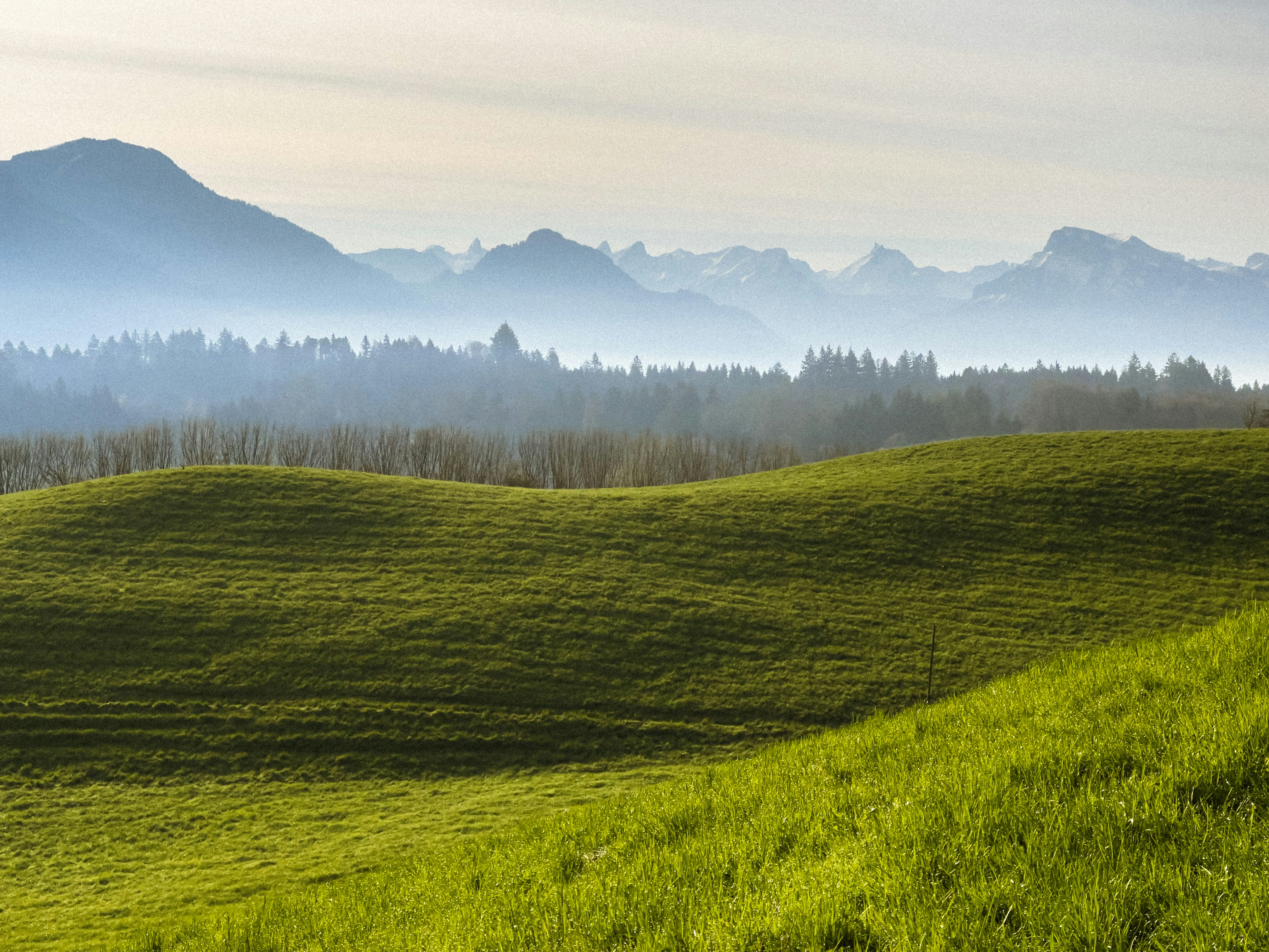 ein grasbewachsenes Feld mit Bergen im Hintergrund