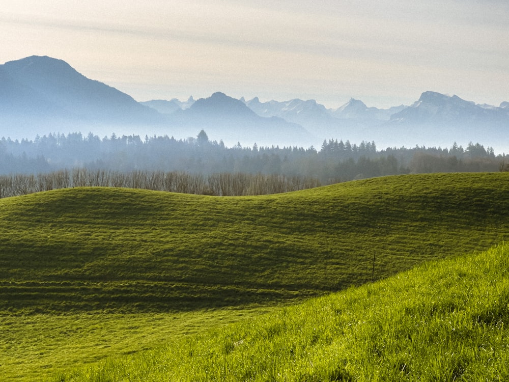 a grassy field with mountains in the background