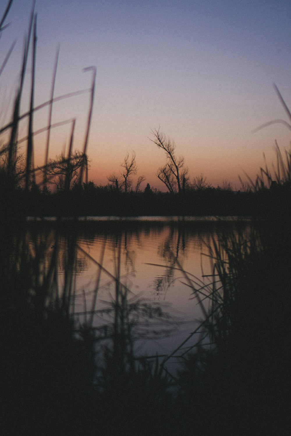 a body of water surrounded by tall grass