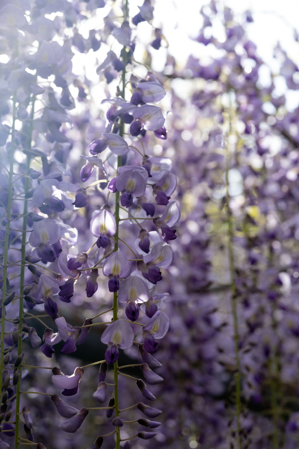 a bunch of purple flowers growing in a field