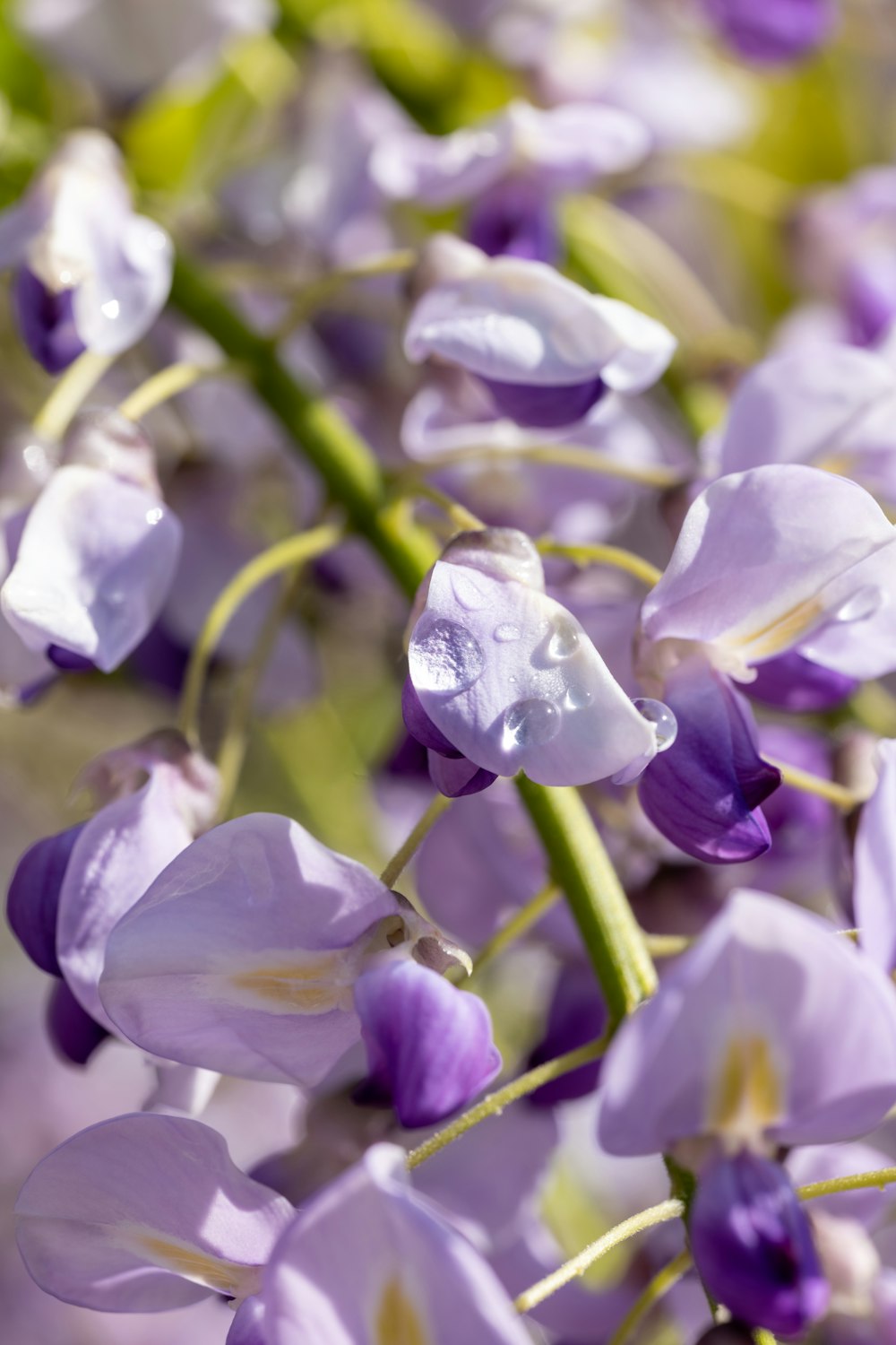 A Pink Flower With Green Leaves In The