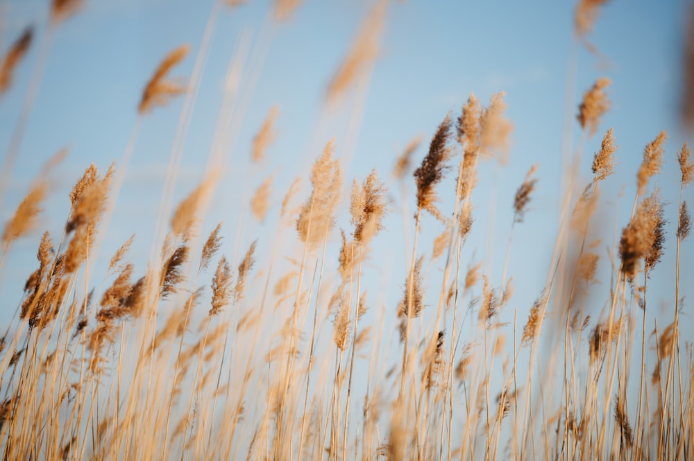 a bunch of tall grass blowing in the wind