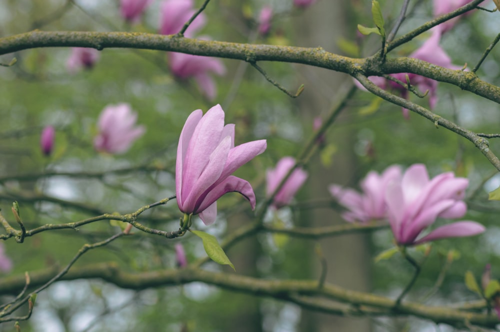 a pink flower is growing on a tree branch