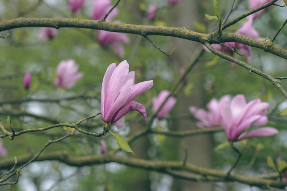 Un fiore rosa sta crescendo su un ramo di un albero