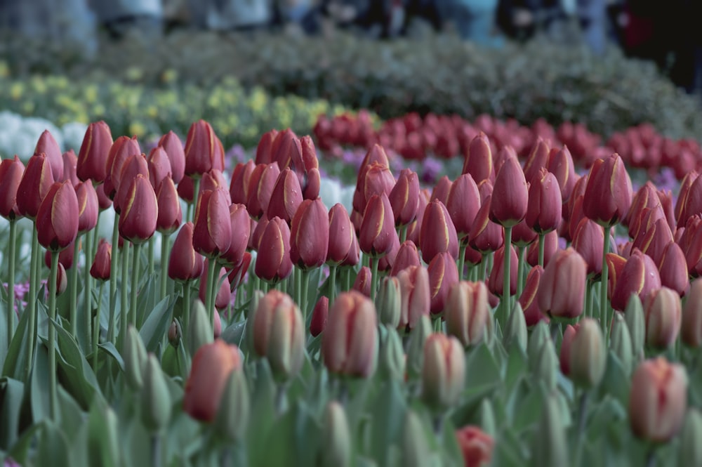 a field full of pink and white tulips