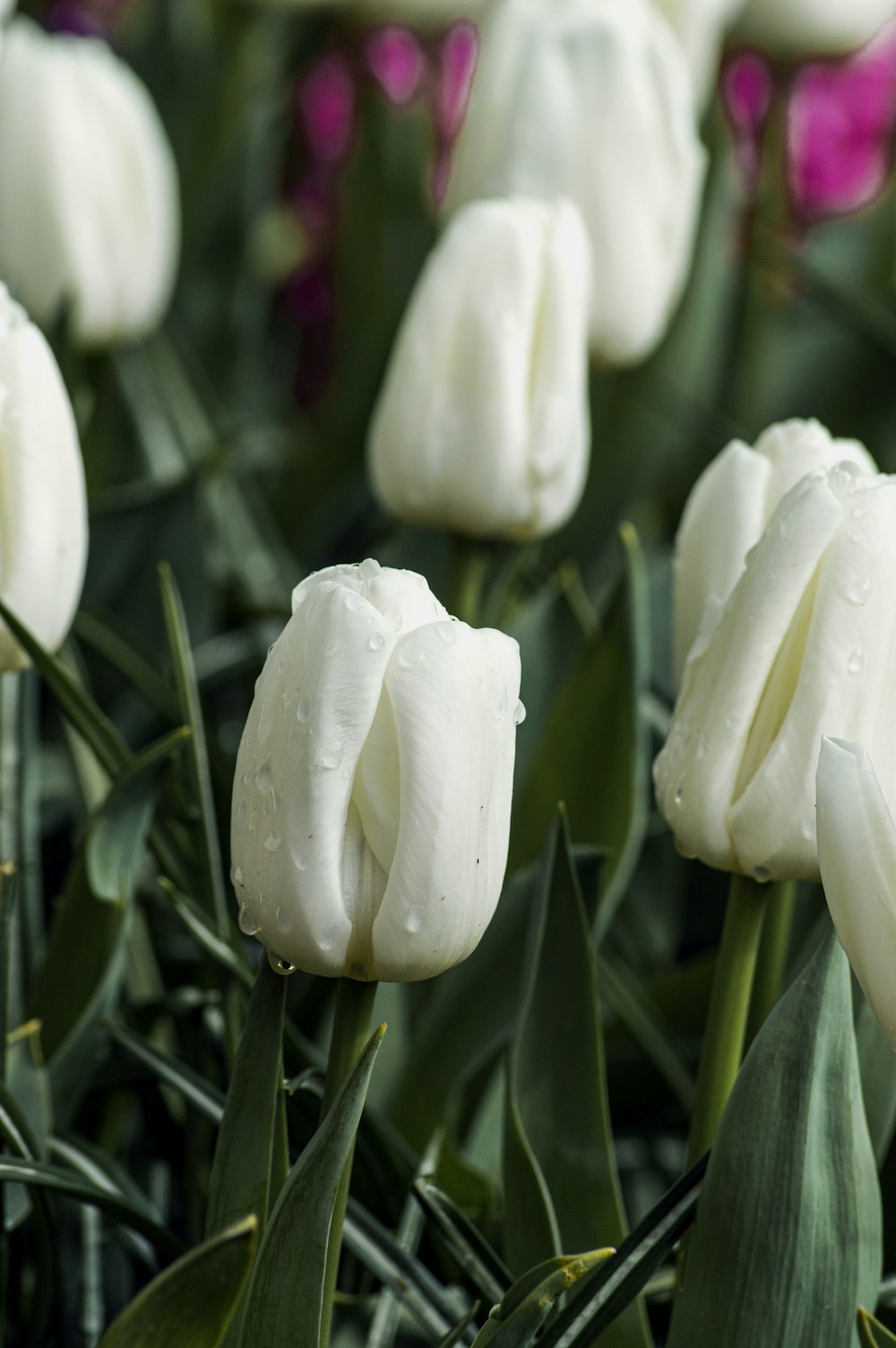 a group of white tulips with pink flowers in the background