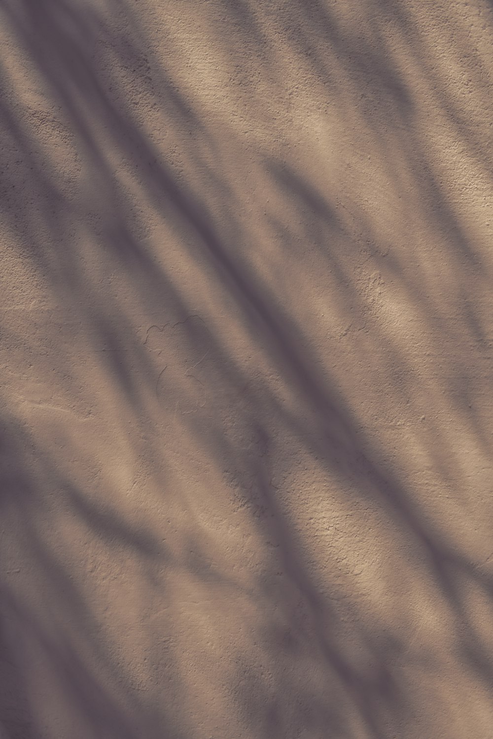 the shadow of a tree on a wall