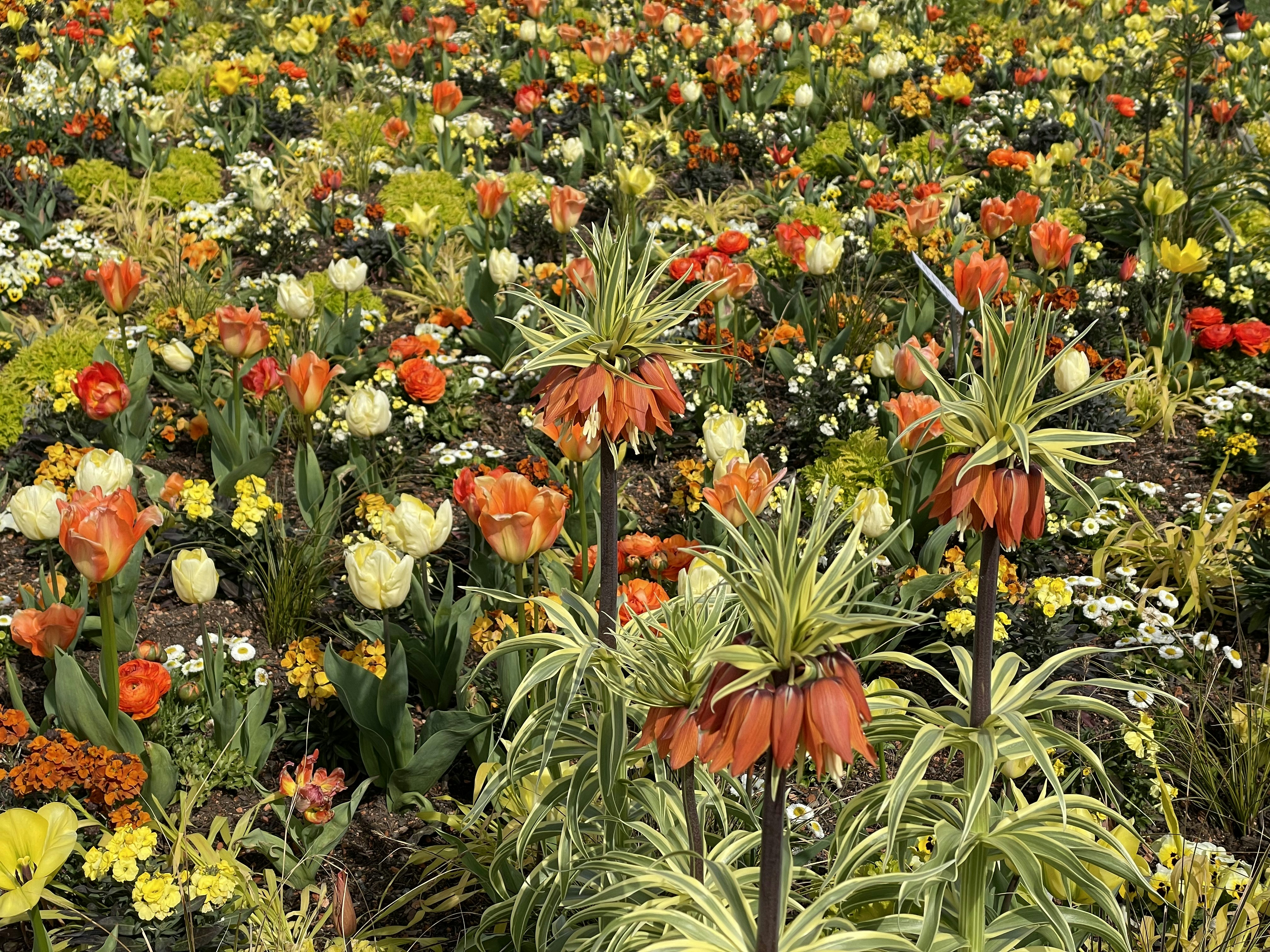 a field full of colorful flowers and plants