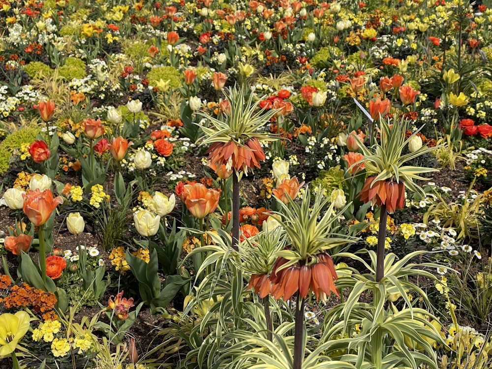 a field full of colorful flowers and plants