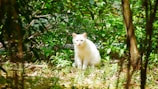 A white cat is sitting on the ground surrounded by lush green plants and trees. Sunlight filters through the leaves, casting dappled shadows on the ground, creating a serene, natural setting.