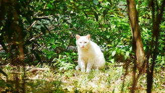 A white cat is sitting on the ground surrounded by lush green plants and trees. Sunlight filters through the leaves, casting dappled shadows on the ground, creating a serene, natural setting.