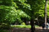 Sunlight filtering through newly planted native trees along a winding park trail.