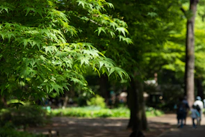 Sunlight filtering through trees as walkers move along the shaded path in Machavaram.