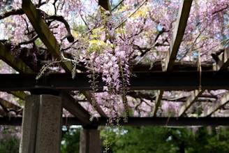 A charming pergola entwined with flowering vines casting dappled shade.