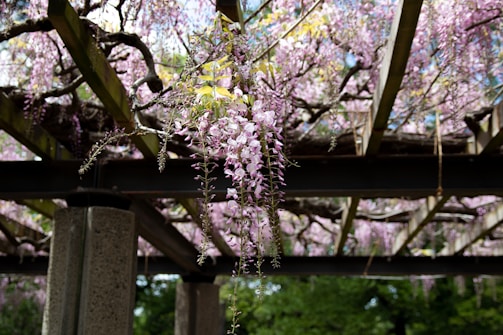 A charming pergola entwined with flowering vines casting dappled shade.