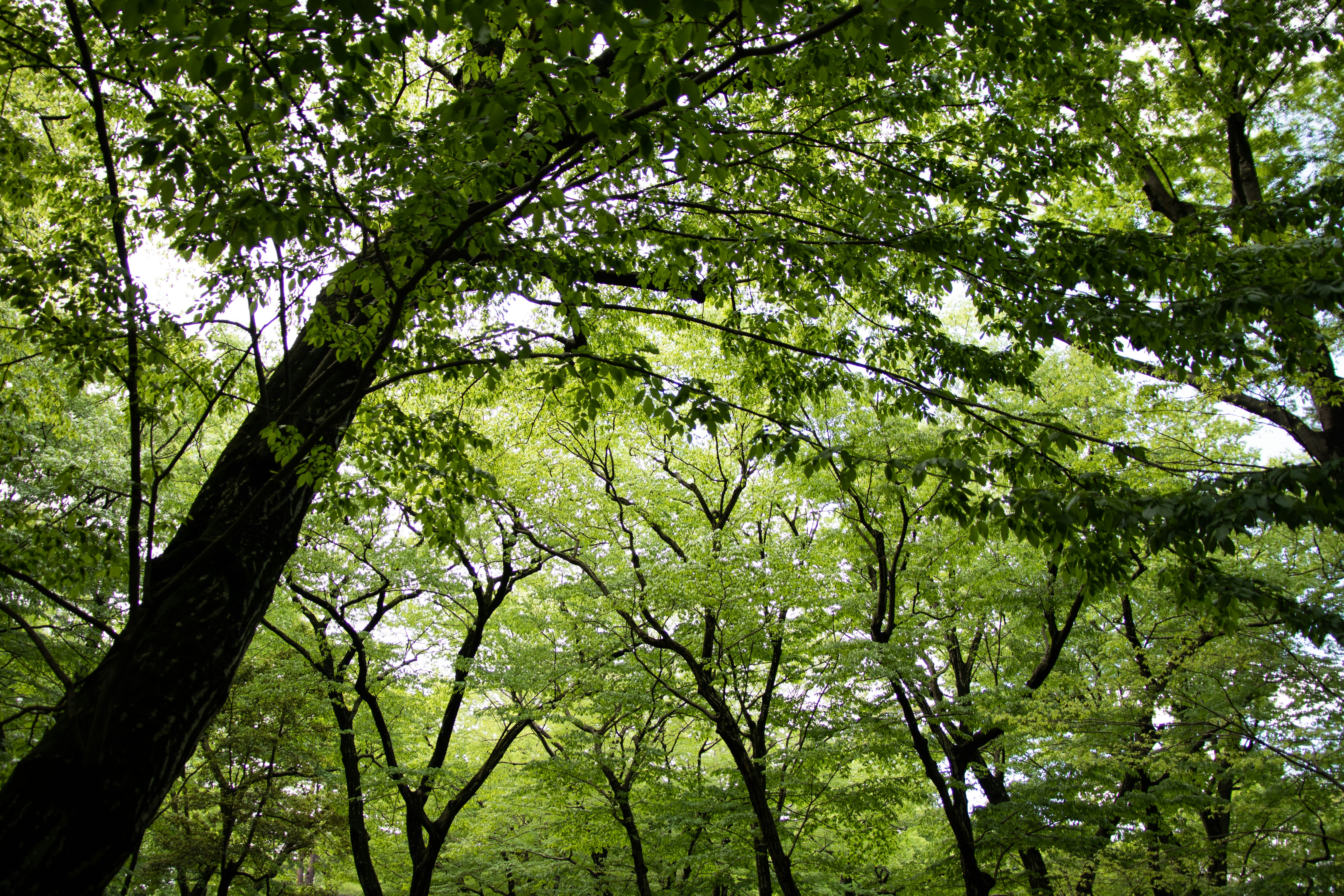 a forest filled with lots of green trees