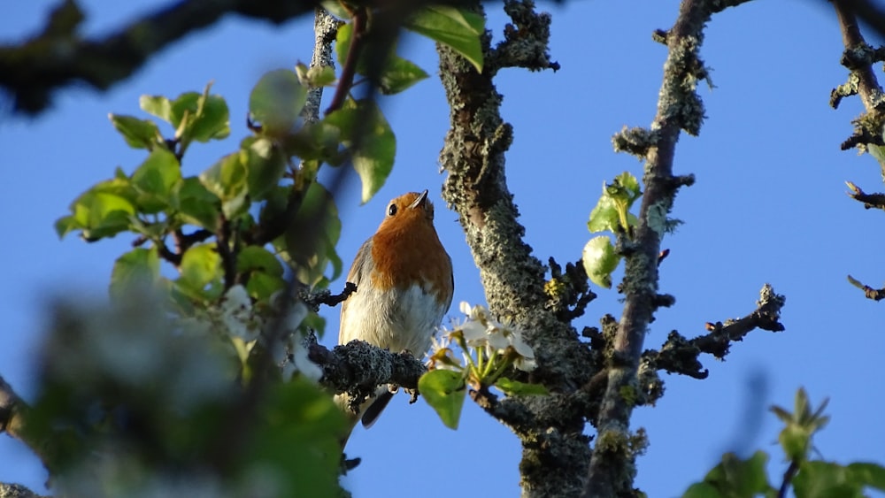 a bird sitting on a branch of a tree