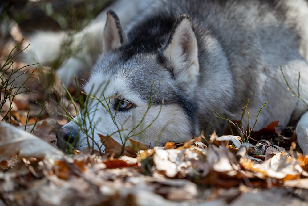 a wolf laying on the ground in the leaves