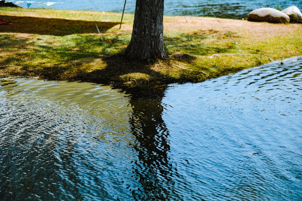 Un albero che si trova accanto a uno specchio d'acqua