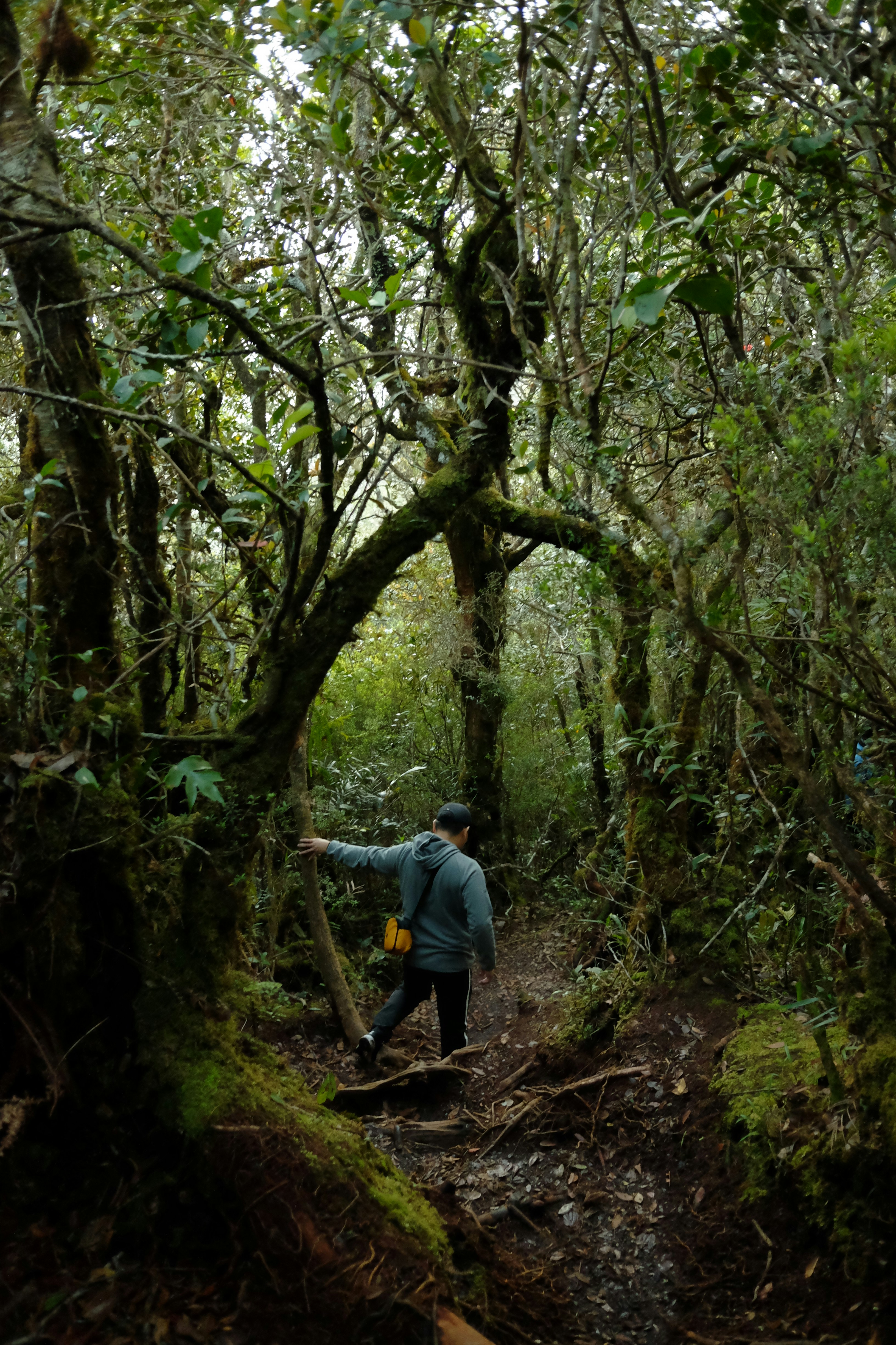 a man walking through a forest with lots of trees