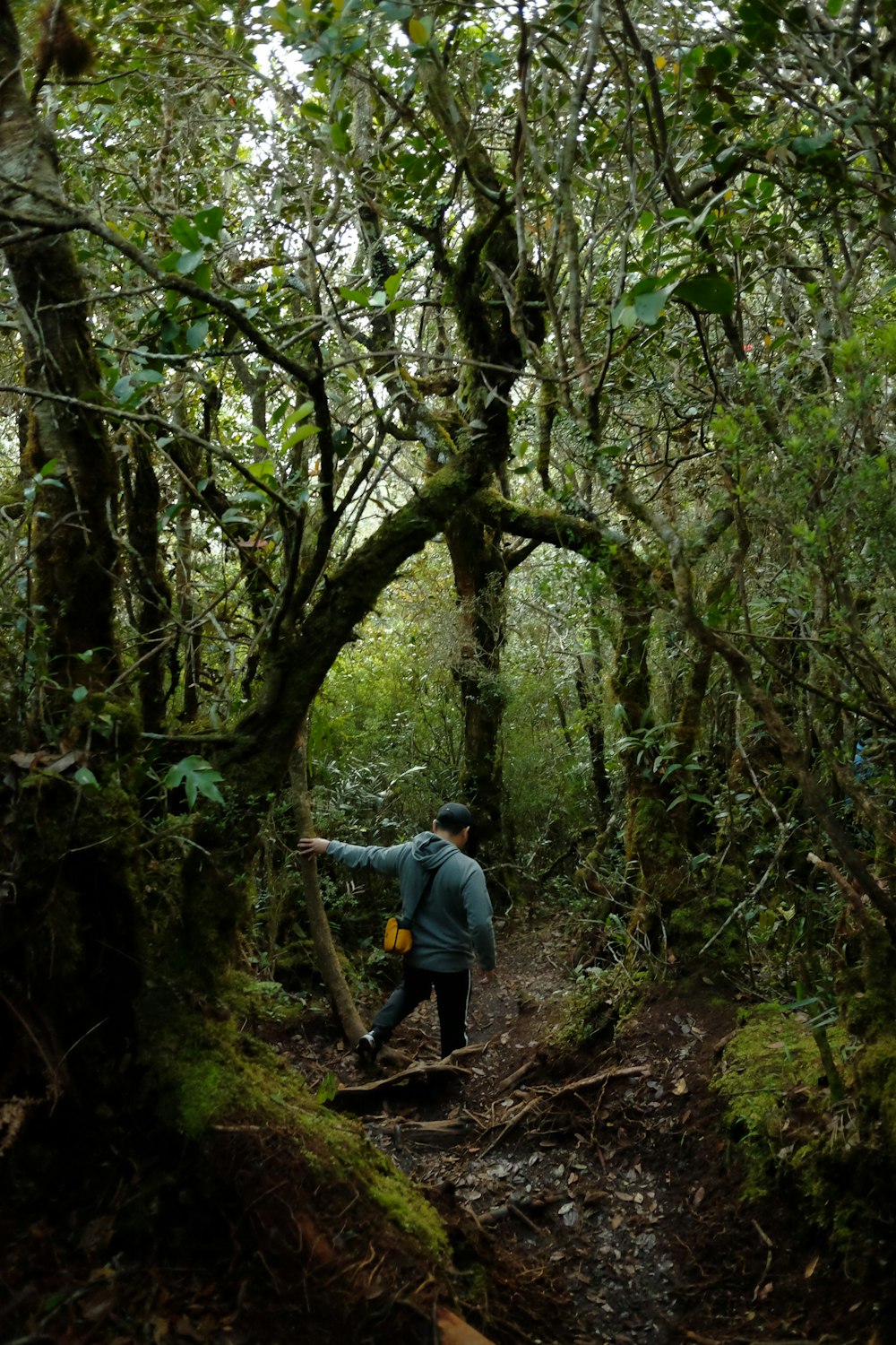 a man walking through a forest with lots of trees