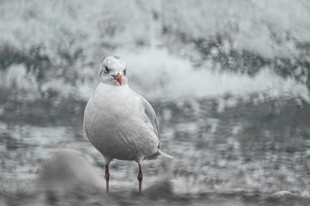 a white bird standing on top of a sandy beach