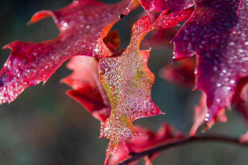 a close up of a leaf with drops of water on it