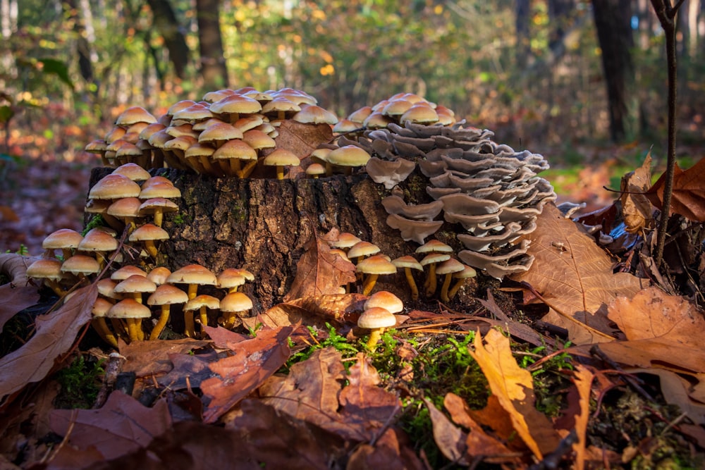 a group of mushrooms growing on a tree stump