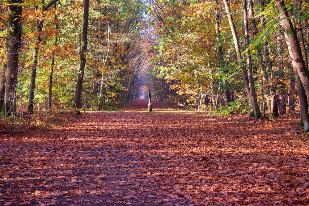 a person walking down a path in the middle of a forest