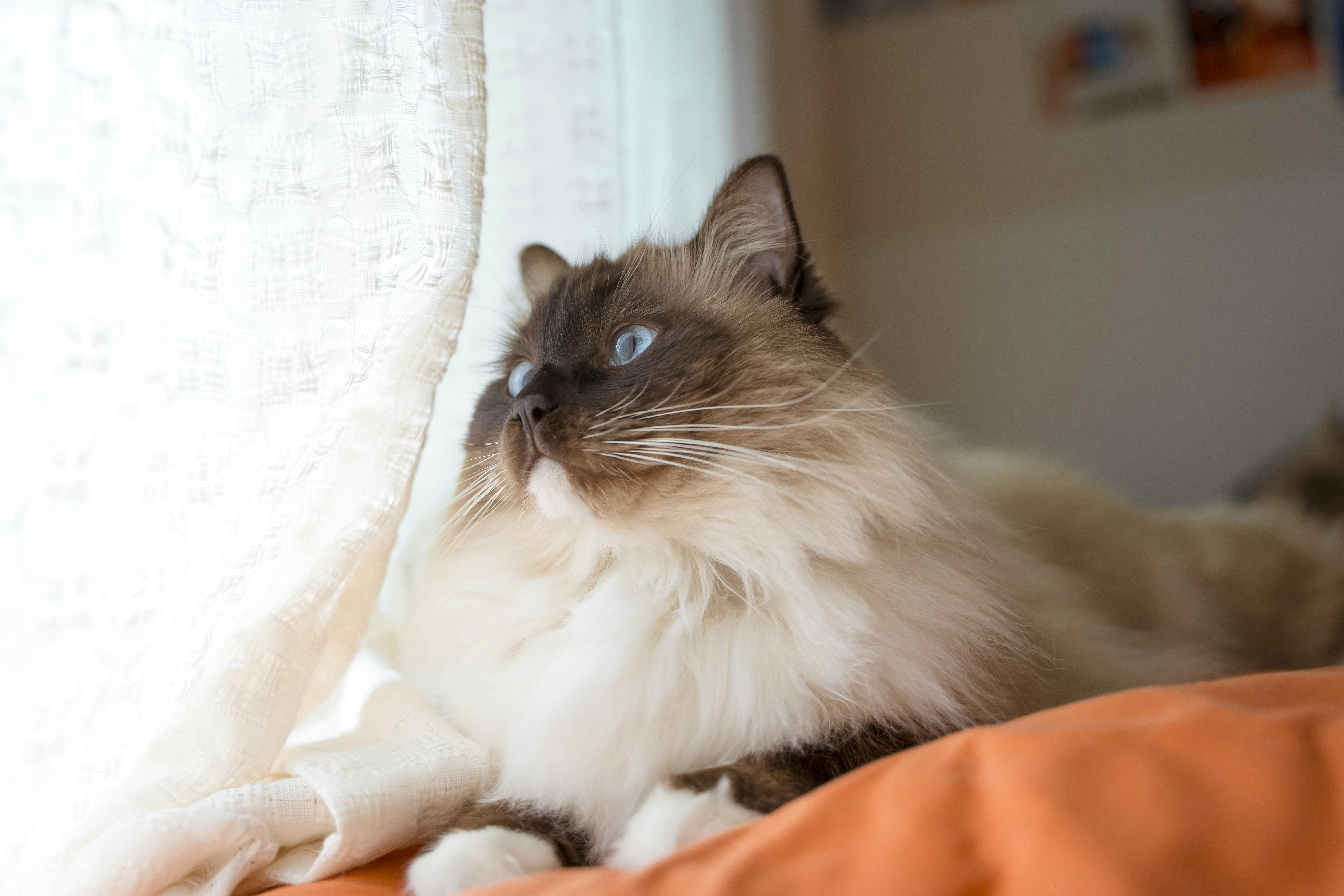 a cat sitting on top of a bed next to a window