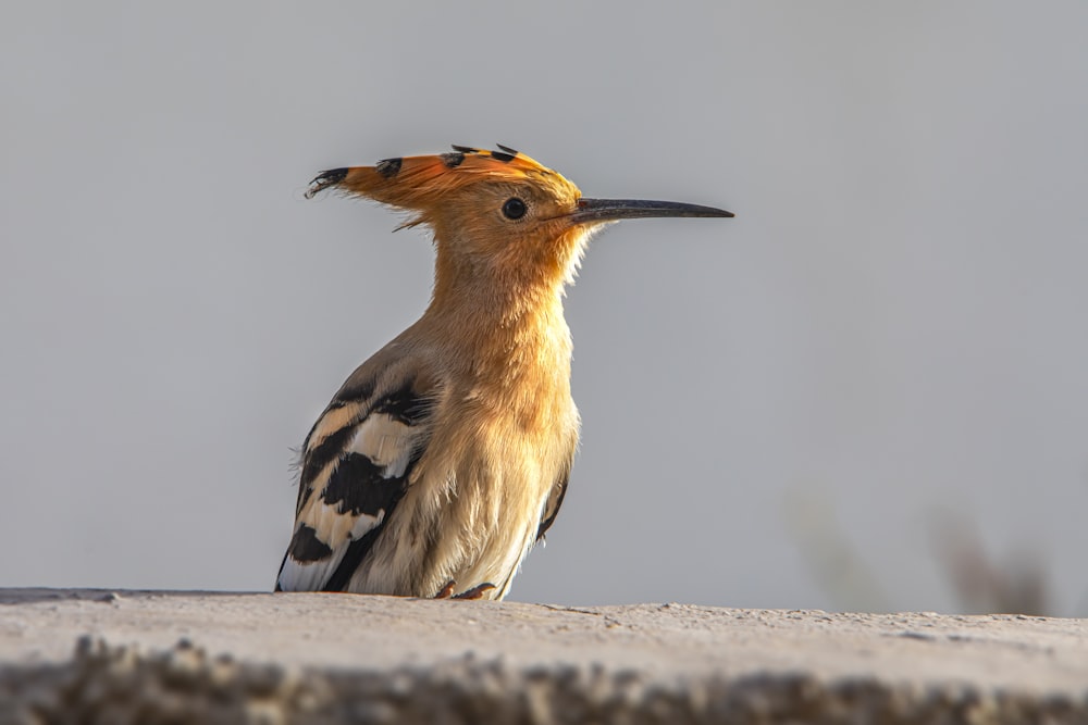a bird with a long beak standing on a ledge