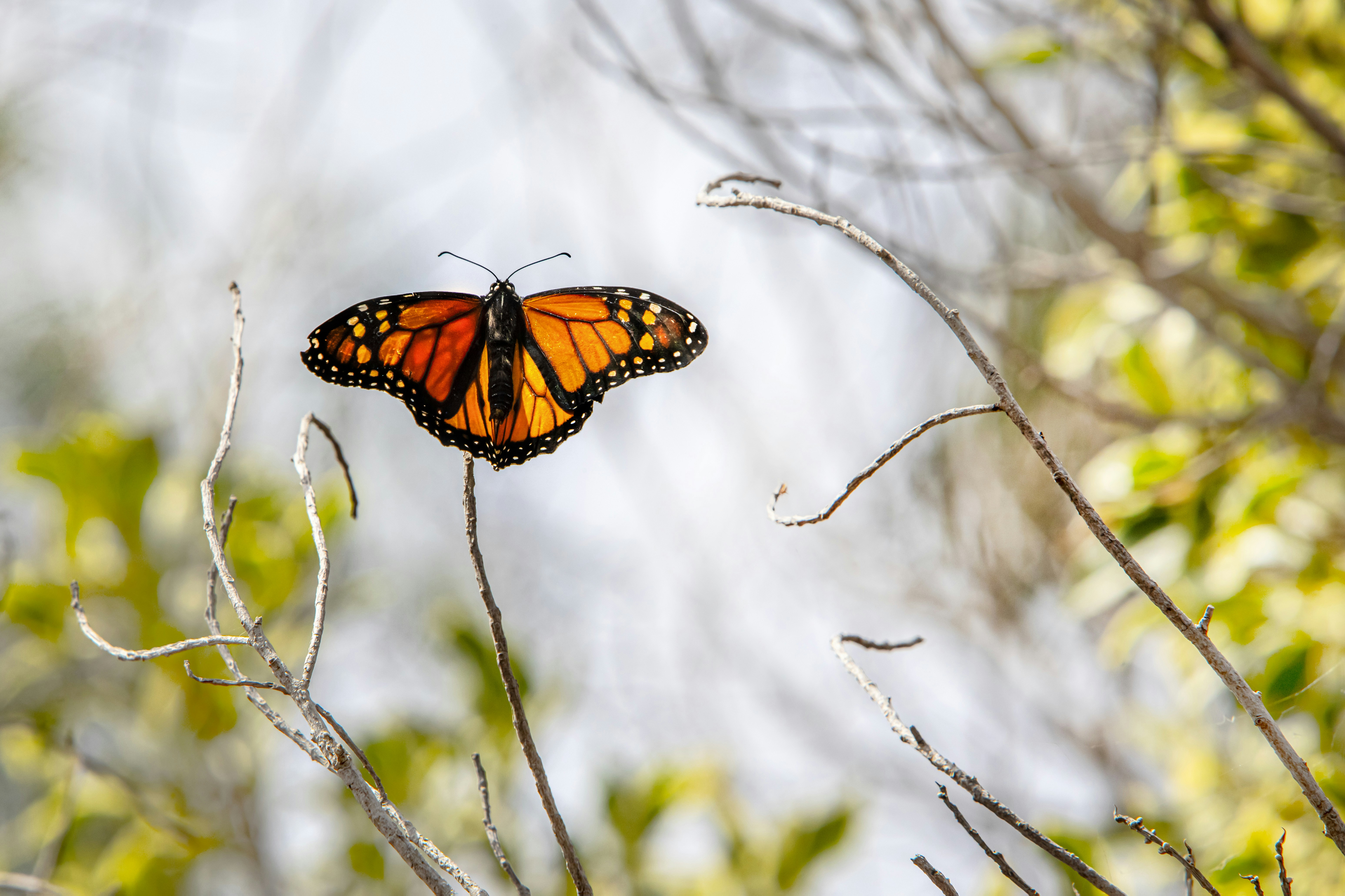 Photo by erik_karits