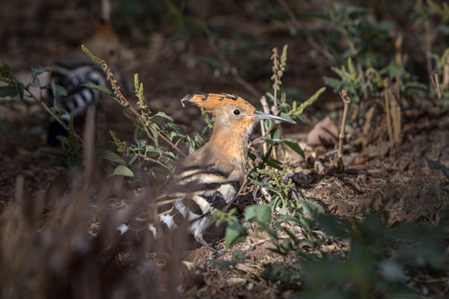 A vibrant bird with an orange crest and striking black-and-white striped plumage is perched among some green foliage and brown soil. The lighting highlights the bird, creating a natural and serene environment.