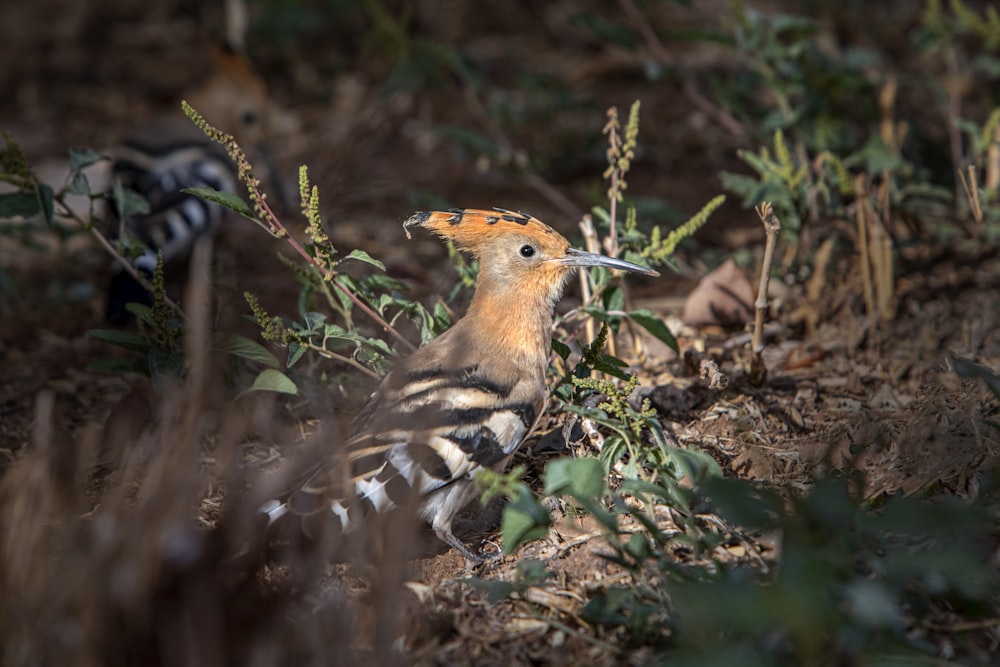 a bird sitting on the ground in the grass