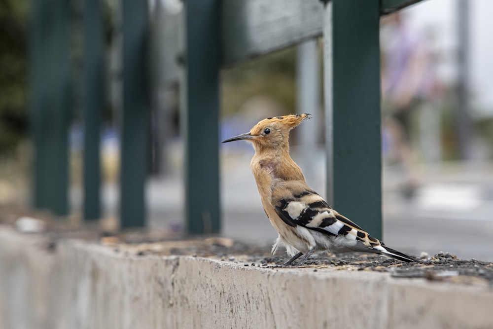 a bird is standing on the edge of a wall