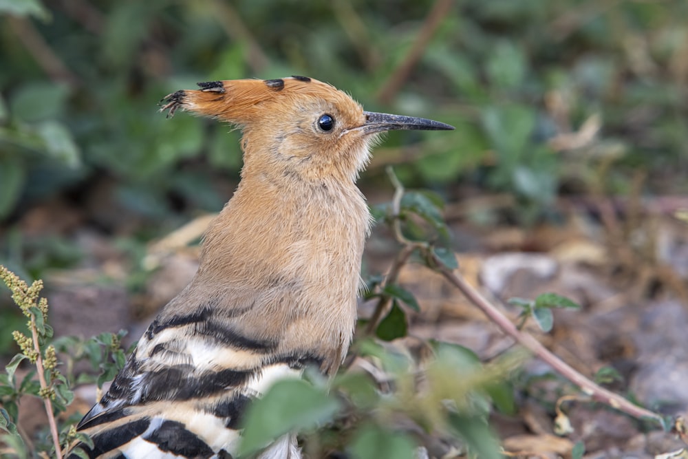 a small bird sitting in the middle of a forest