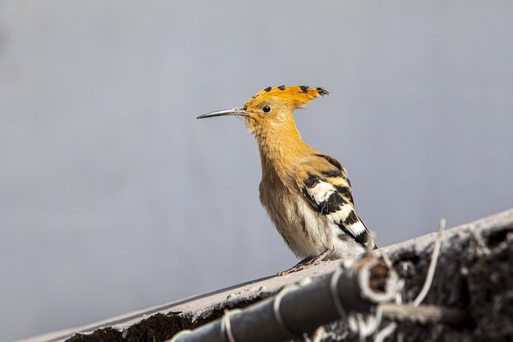 a yellow and black bird sitting on top of a roof